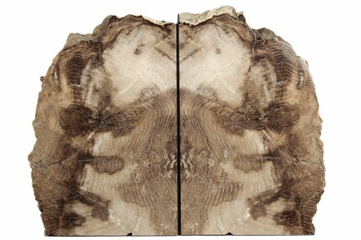 Petrified Wood Bookends - Oregon #195173